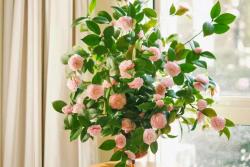 茶花的養殖方法和注意事項